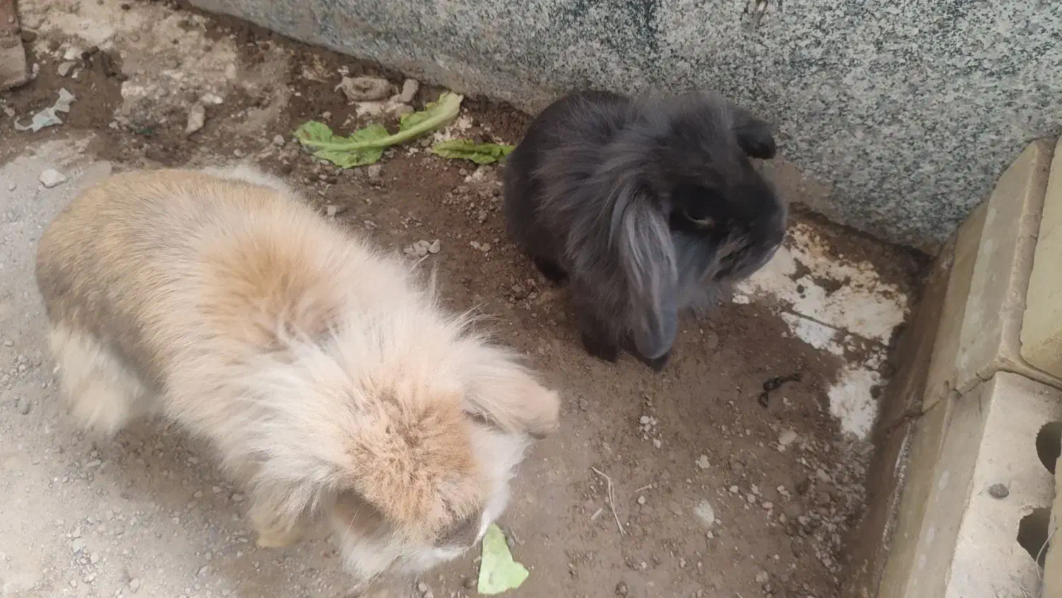 خرگوش لپ|موش و خرگوش|بیرجند, |دیوار