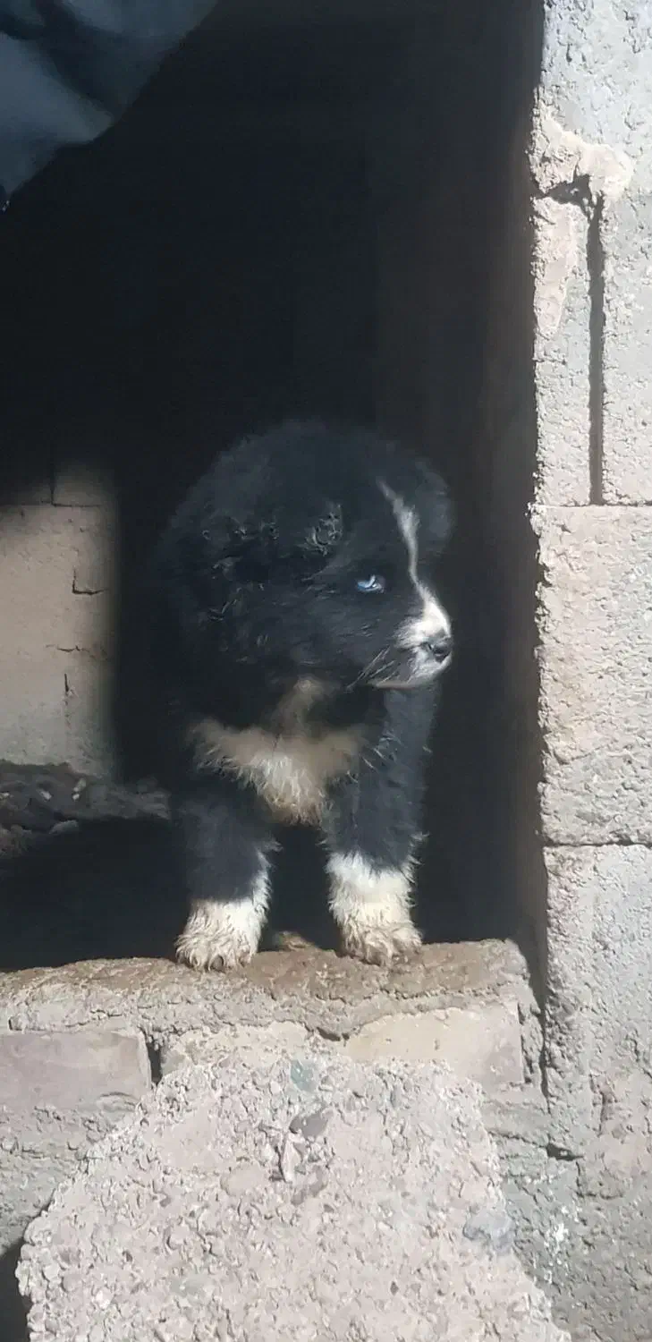 سگ ژرمن هاسکی|سگ|زرند, |دیوار