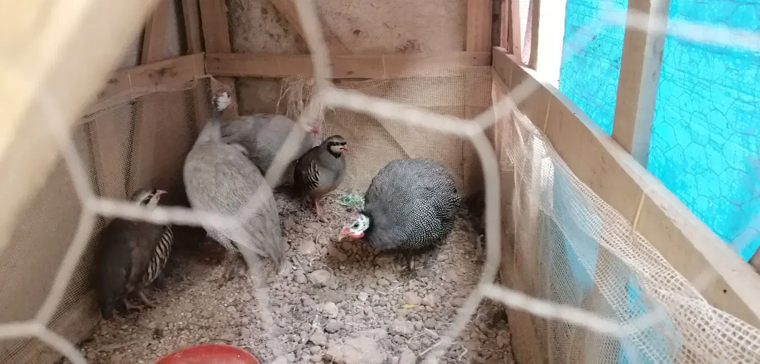 فروش مرغ شاخدار|حیوانات مزرعه|شیراز, گلشن|دیوار