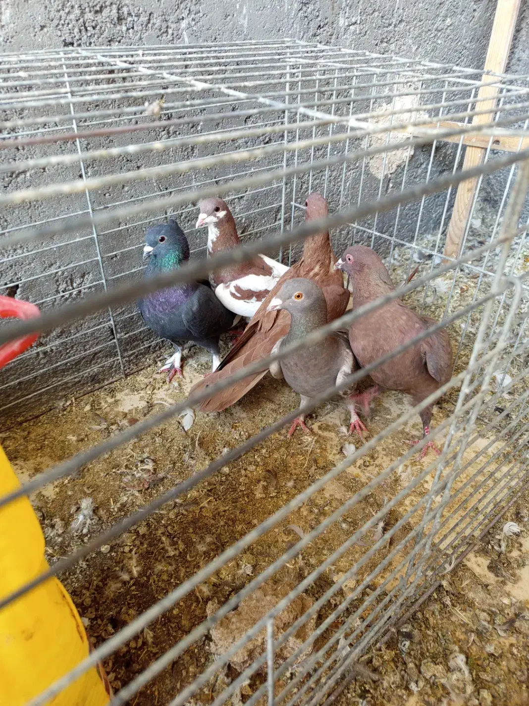 کبوتر رنگی|پرنده|حمیدیا, |دیوار