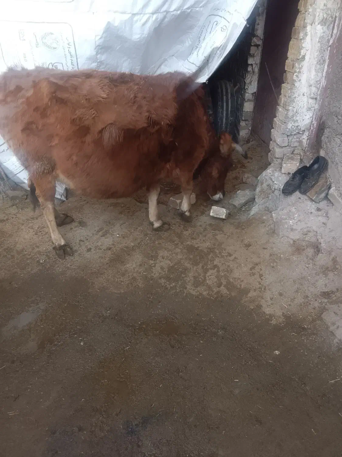 گاو رسمی|حیوانات مزرعه|آوج, |دیوار