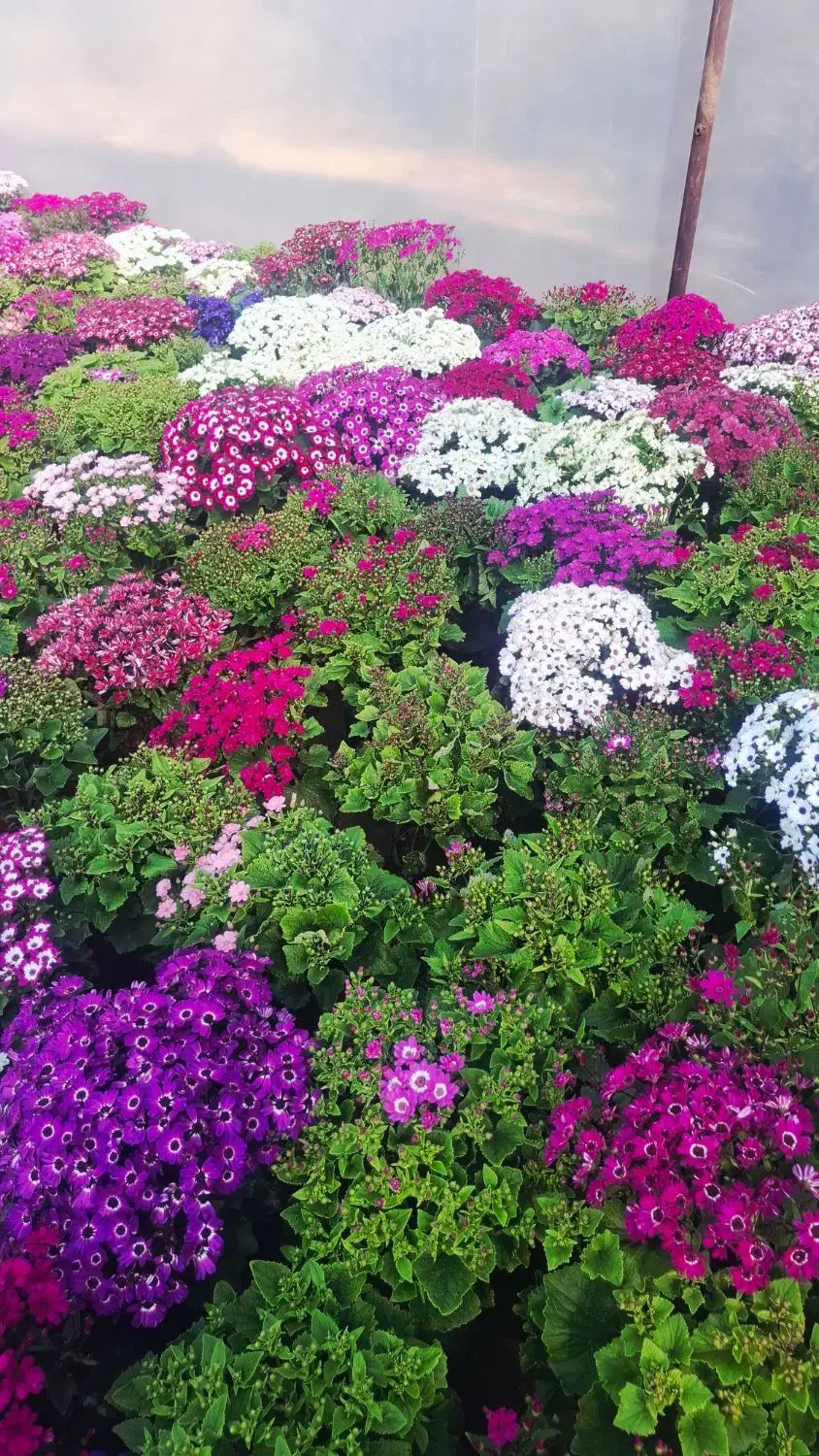 گل سینری|گل و گیاه طبیعی|پاکدشت, پاکدشت (مامازند)|دیوار