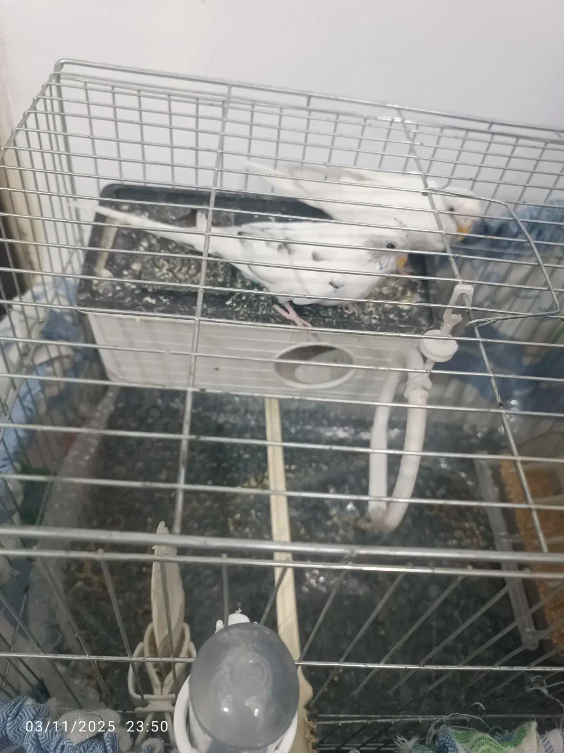 مرغ عشق مولد|پرنده|پاکدشت, پاکدشت (مامازند)|دیوار