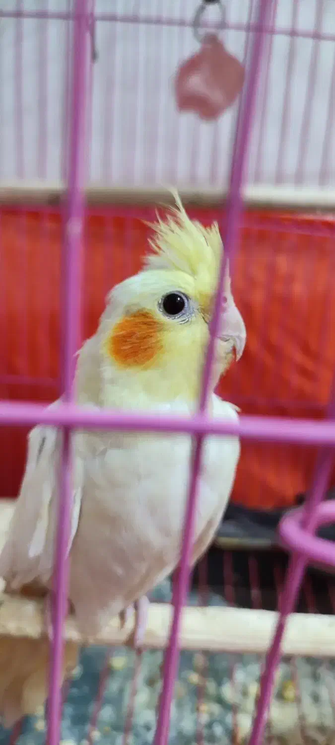 جوجه عروس هلندی سخنگو|پرنده|اهر, |دیوار