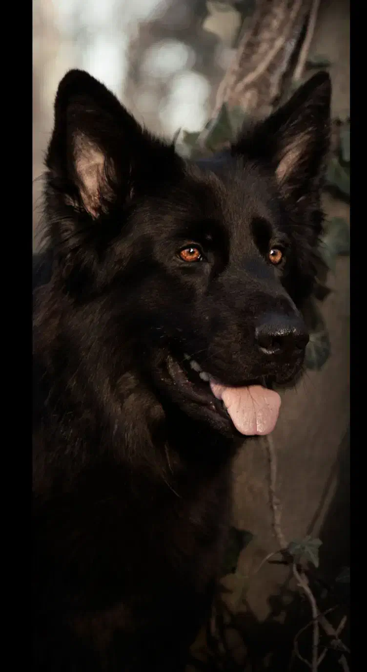 سگ ژرمن بلک خالص ۹ ماهه|سگ|فردیس, شهرک شهید حسینی|دیوار