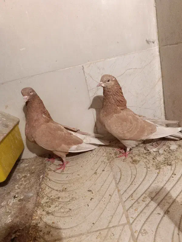 نروماده زرد|پرنده|اردکان, |دیوار