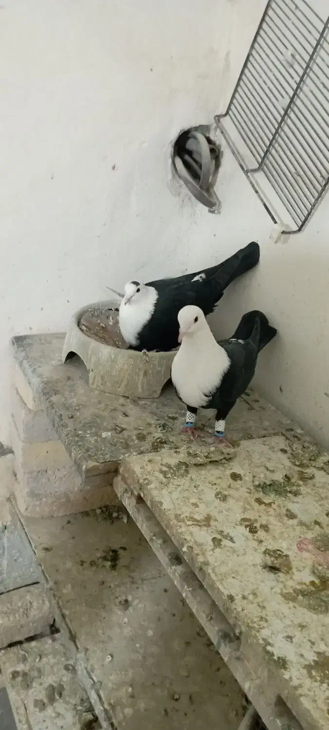 کبوتر کلاغ کله سفید طوقی کرباتی|پرنده|زاوه, |دیوار