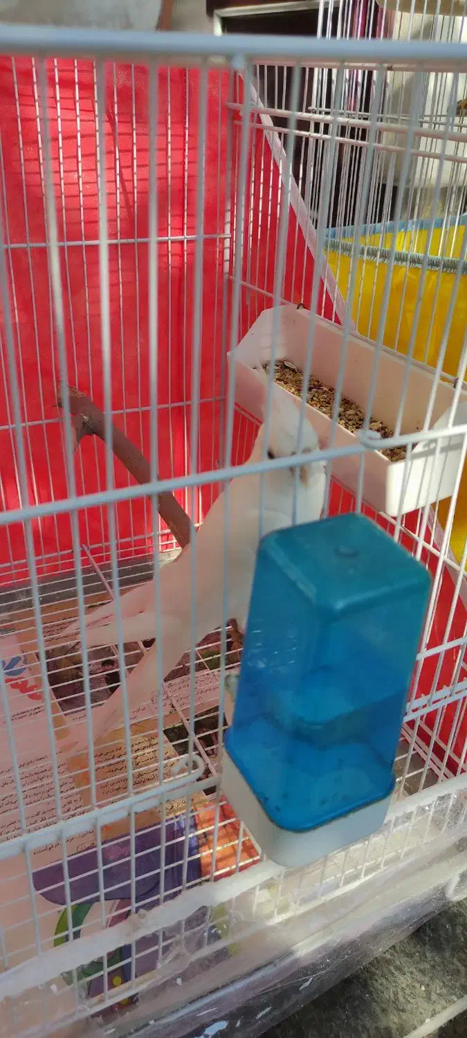 عروس هلندی آلبینو مولد|پرنده|ساری, |دیوار