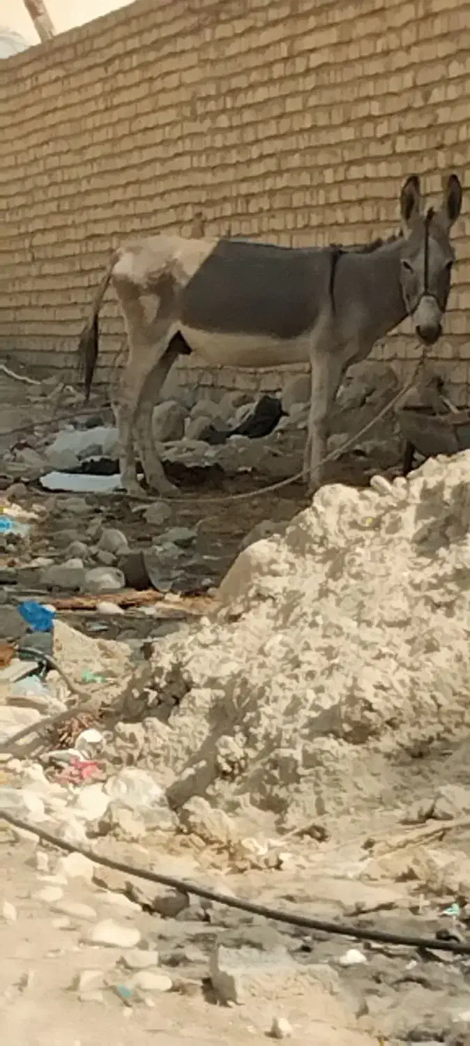 خر نر ۷ساله|حیوانات مزرعه|صحرای باغ, |دیوار