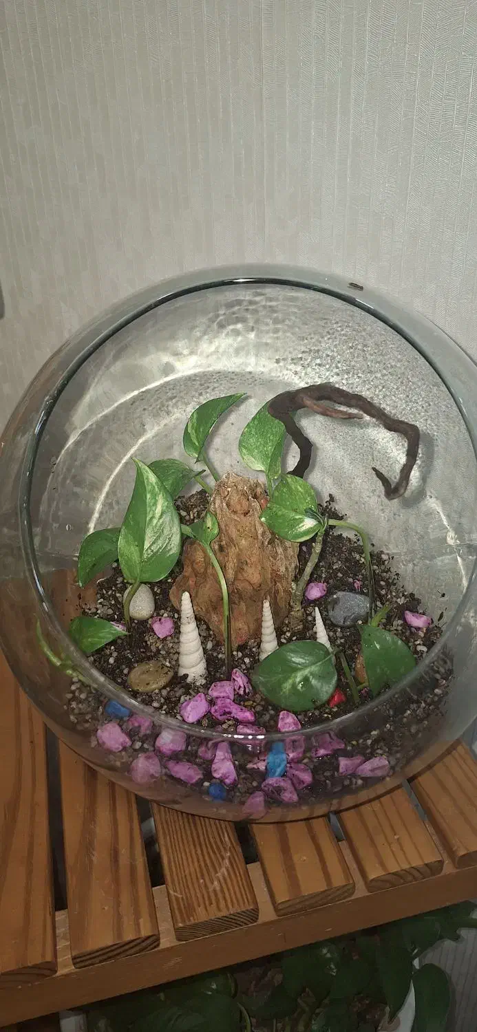 تراریوم بسیار زیبا|گل و گیاه طبیعی|بندر ماهشهر, |دیوار