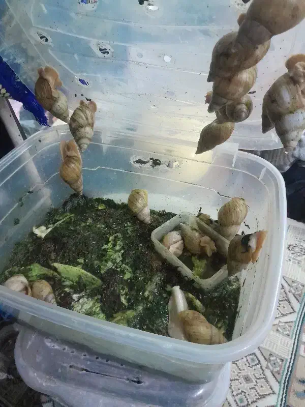 حلزون|خزنده|تهران, تولید دارو|دیوار