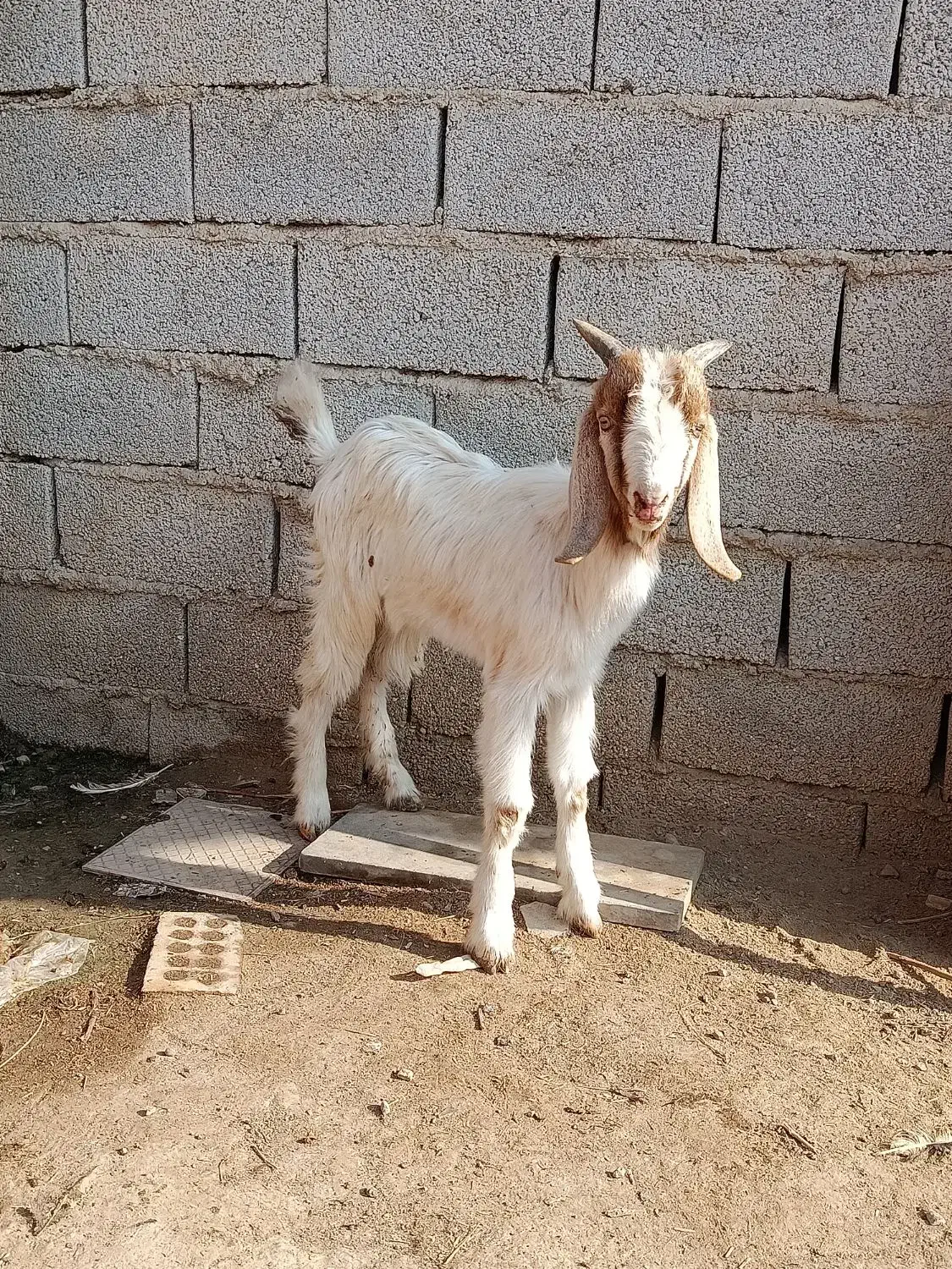 نر بزغاله دورگ مناسب پرواری و داشتی|حیوانات مزرعه|گنبد کاووس, |دیوار