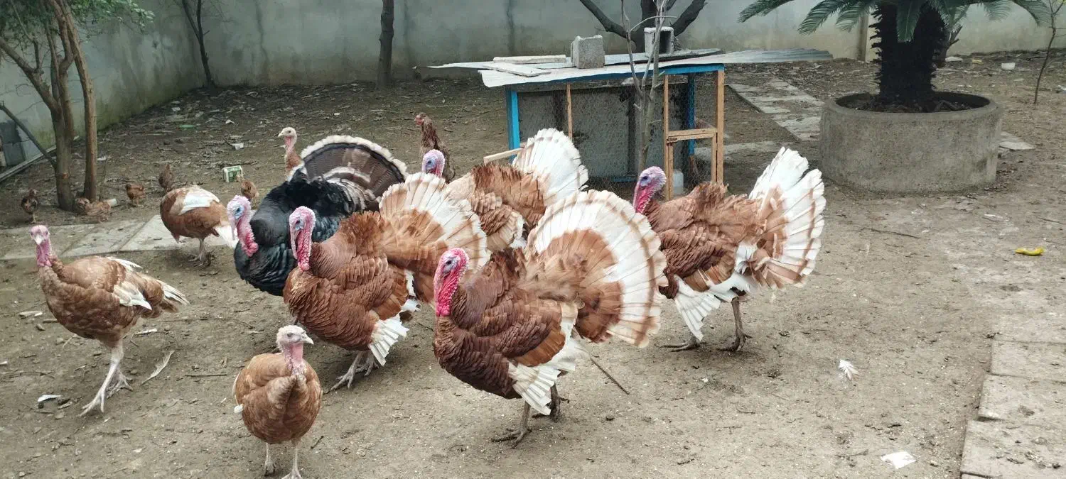 فروش بوقلمون برنز نر|حیوانات مزرعه|بابلسر, |دیوار