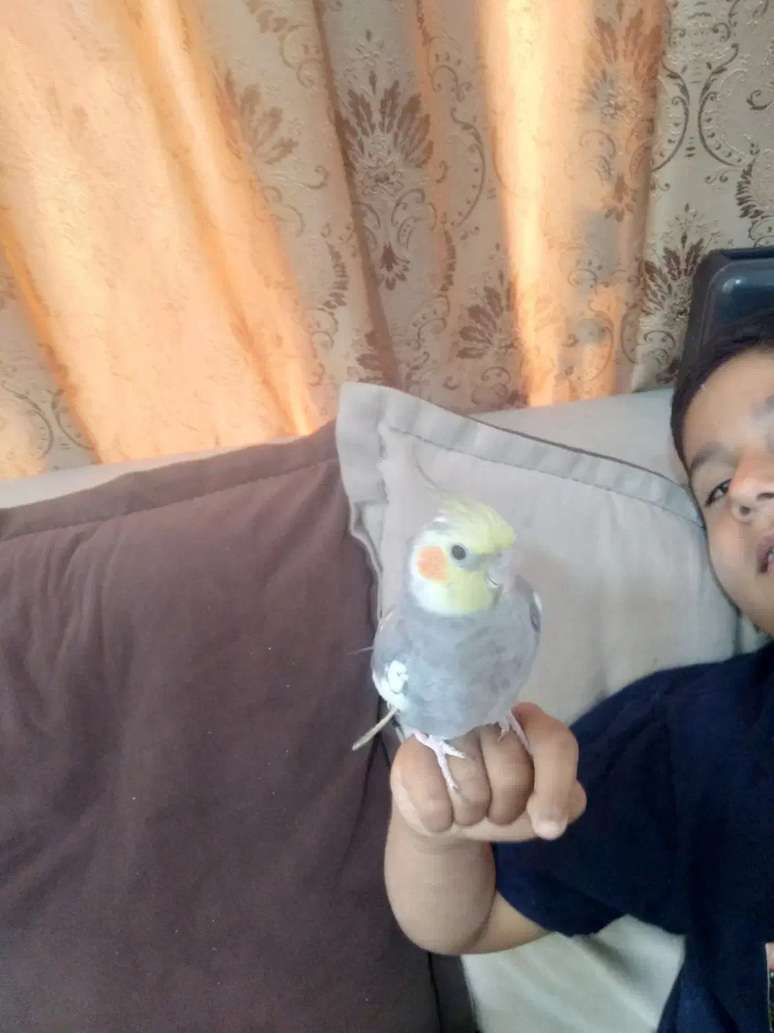 یک عددعروس هلندی سرحال وسالم|پرنده|شیراز, شهرک کوشکک|دیوار