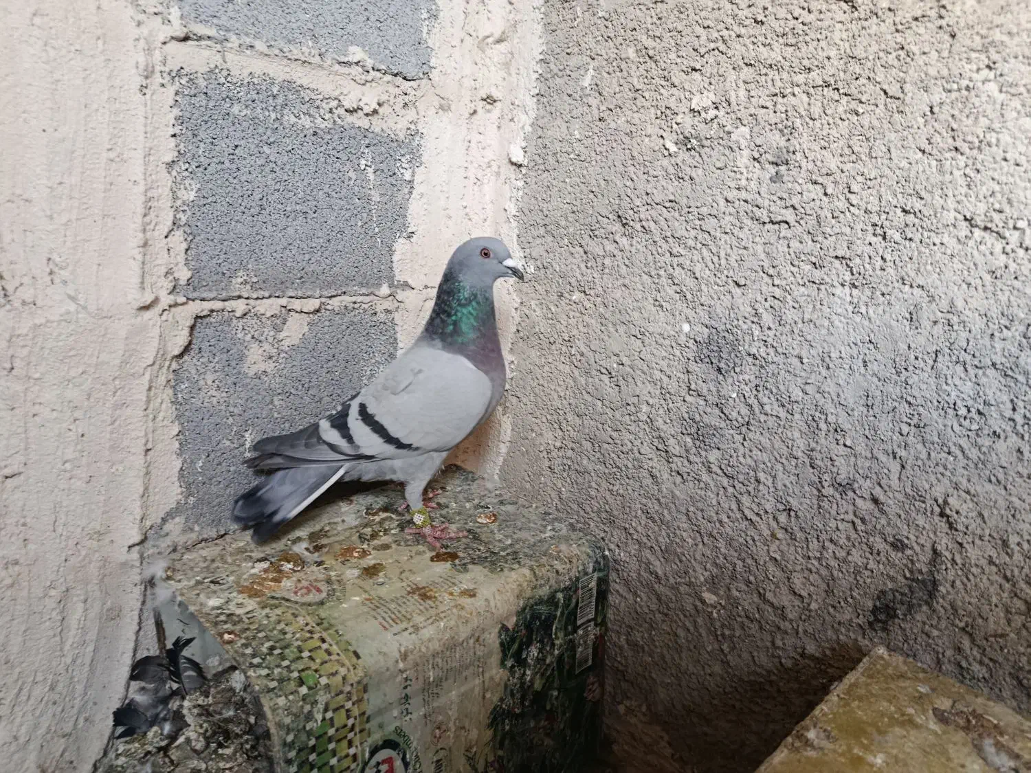 ماده سبز مسافتی|پرنده|مرودشت, گندم‎|دیوار