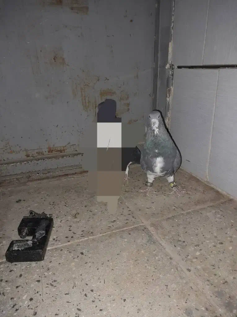 ک ب و ت ر|عمدهفروشی|آباده, |دیوار