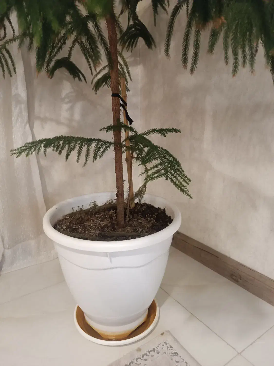 کاج مطبق سالم و نمای زیبا|گل و گیاه طبیعی|کرج, فاز ۵ مهرشهر|دیوار