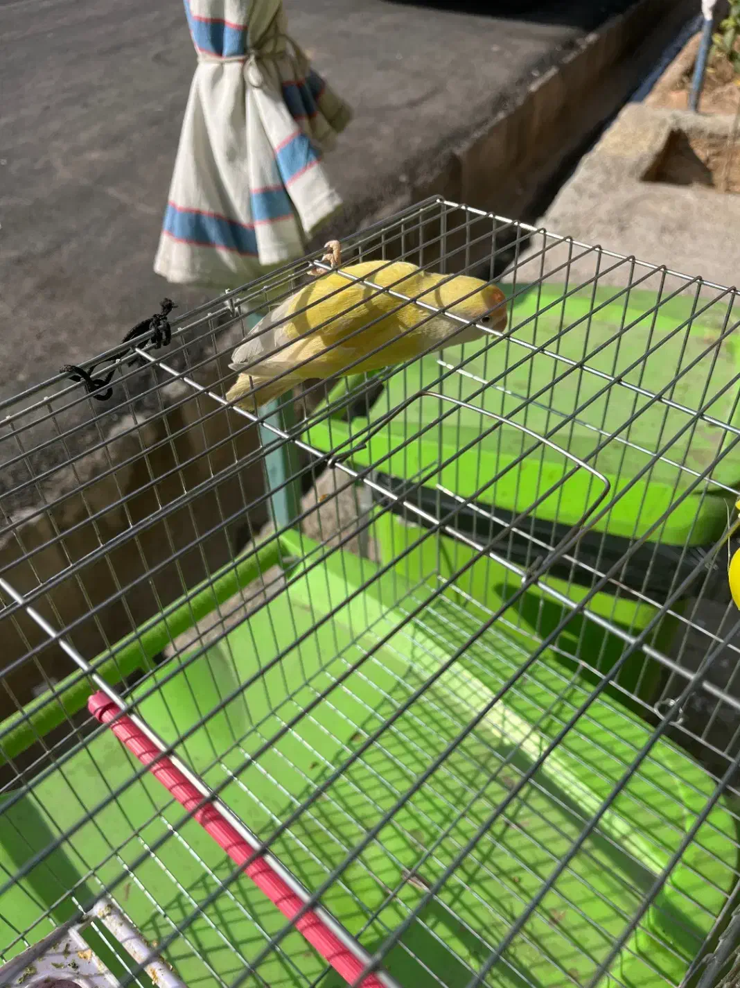 کوتوله برزیلی|پرنده|شیراز, فرودگاه شهید دستغیب شیراز|دیوار