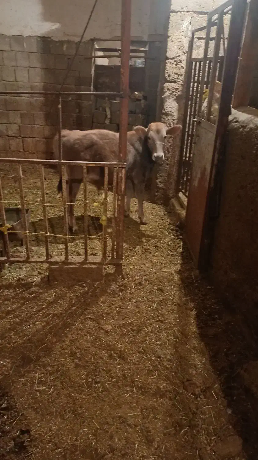 گوساله نر سویسی|حیوانات مزرعه|دیواندره, |دیوار