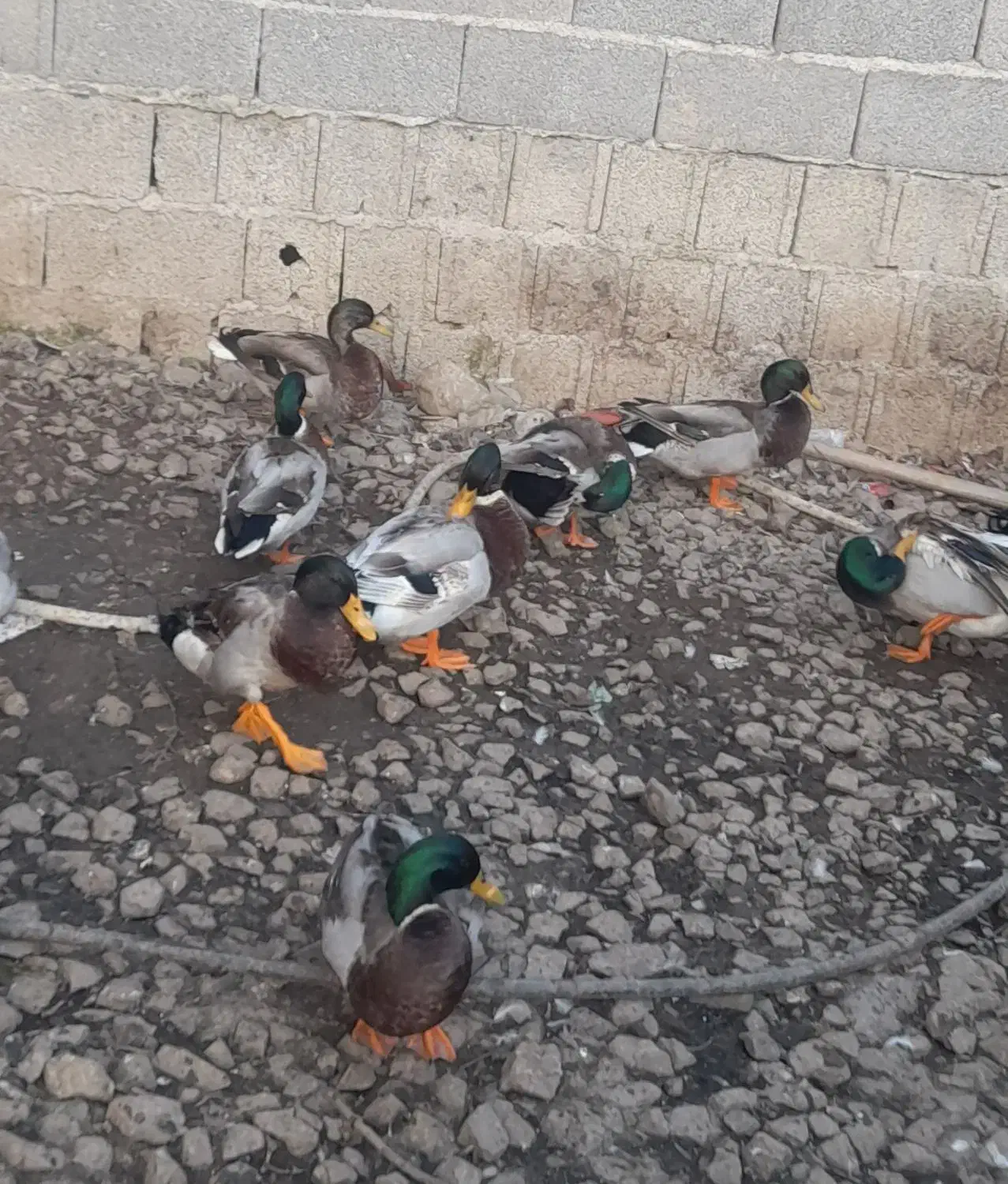 فروش اردک|حیوانات مزرعه|فومن, |دیوار