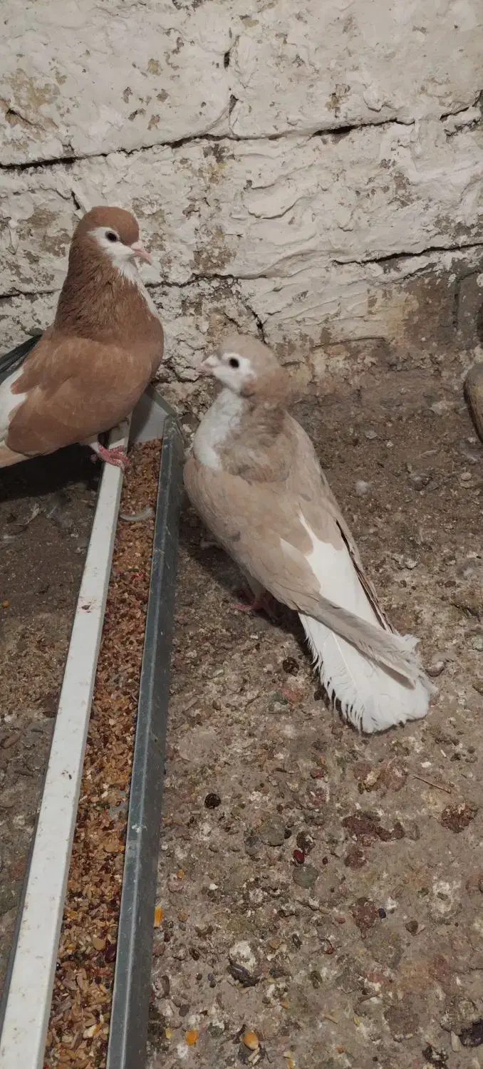 ساده هفت رنگ نر و ماده|پرنده|طرقبه, |دیوار