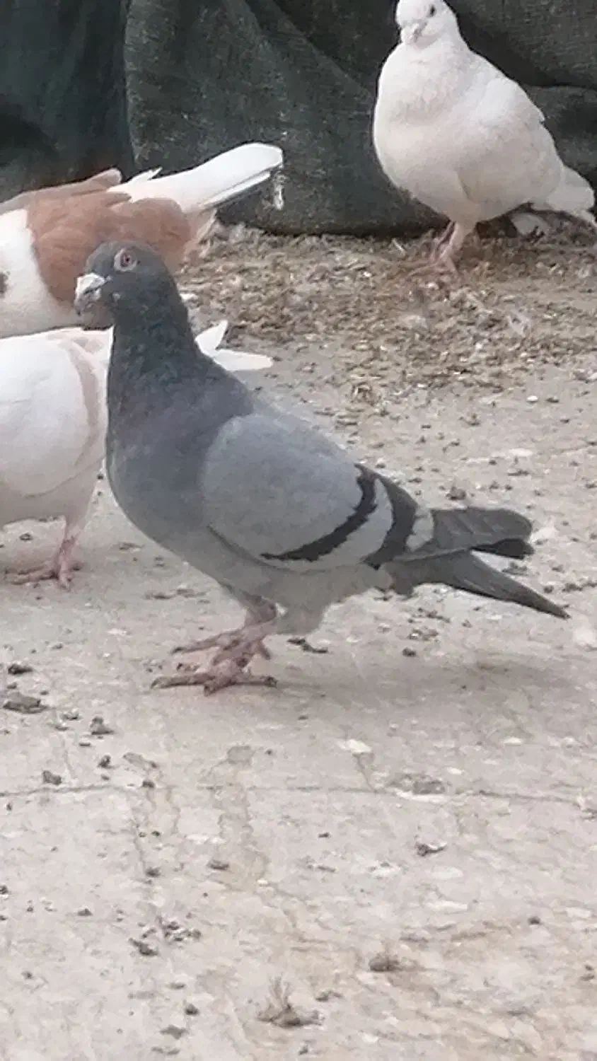 سبز گم کردم امروز ظهر|پرنده|کازرون, |دیوار