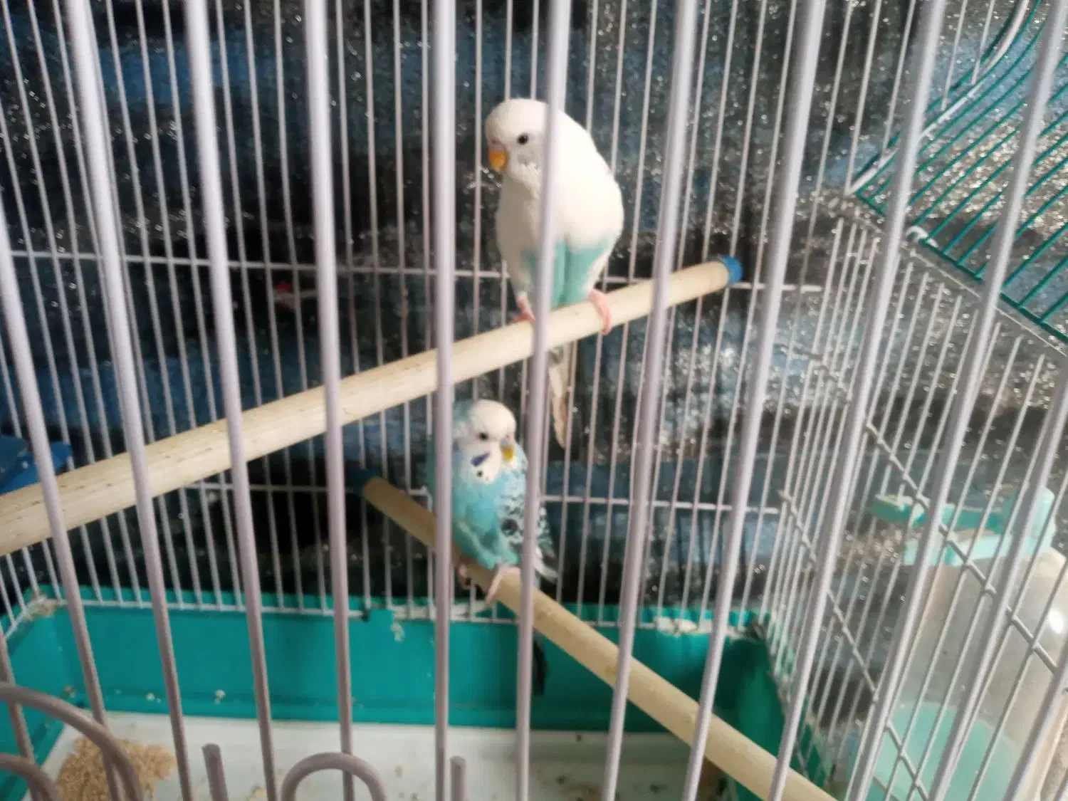 اجغت مرغ عشق با قفس|پرنده|تهران, سلسبیل جنوبی|دیوار