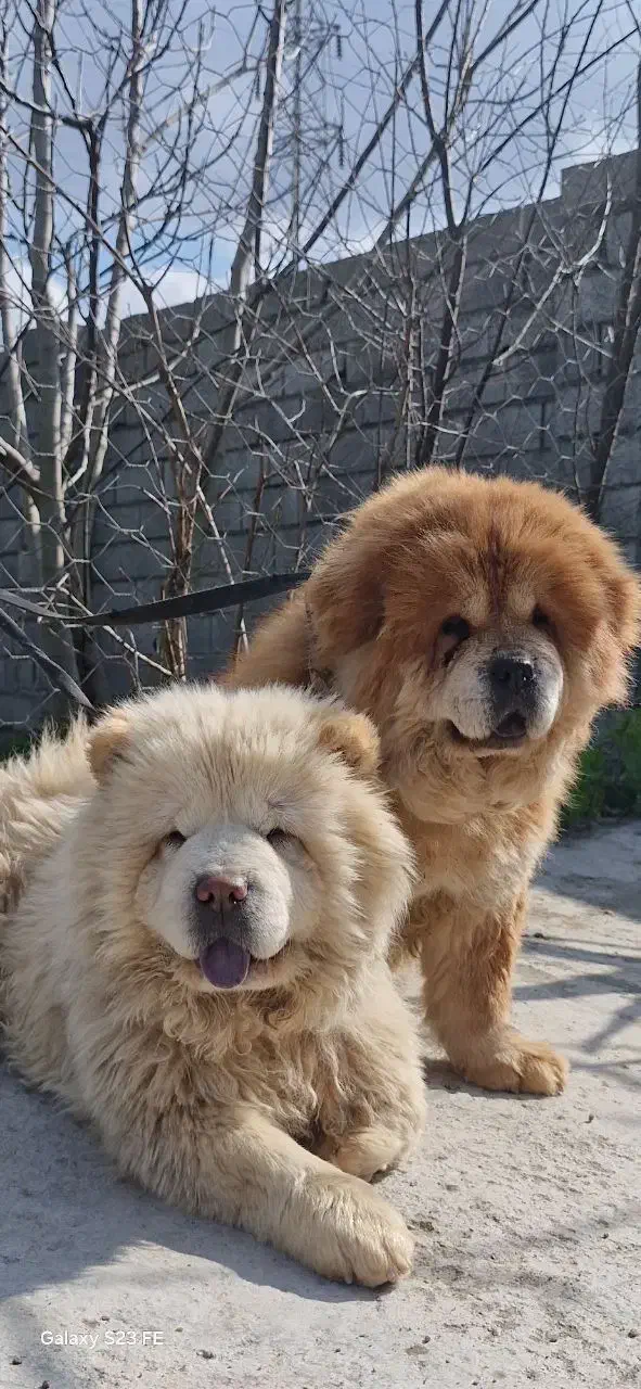 سگ چاوچاواصیل|سگ|تهران, جردن|دیوار