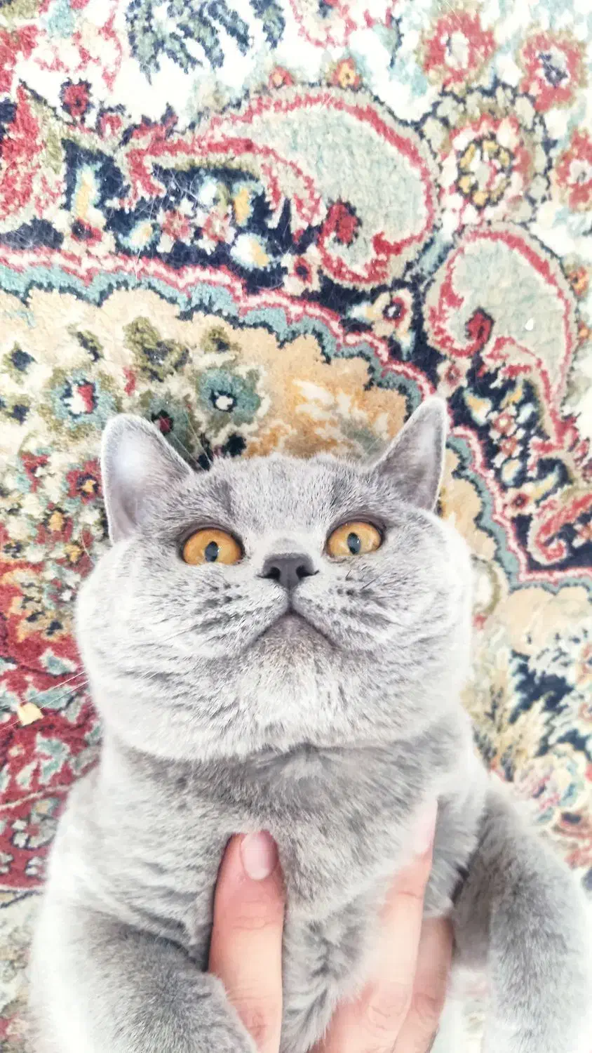 گربه اسکاتیش|گربه|رفسنجان, |دیوار