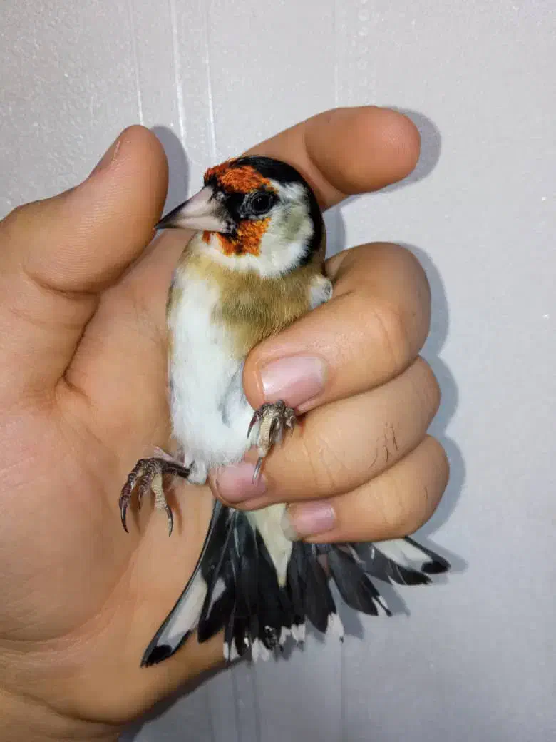 سهره نر عطیقه چونه سفید لوپ دودی|پرنده|تهران, مسعودیه|دیوار