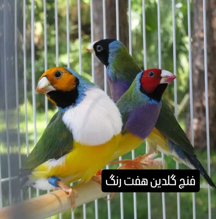 فنچ گلدین در همه رنگ نر و ماده جوان|پرنده|آشتیان, |دیوار