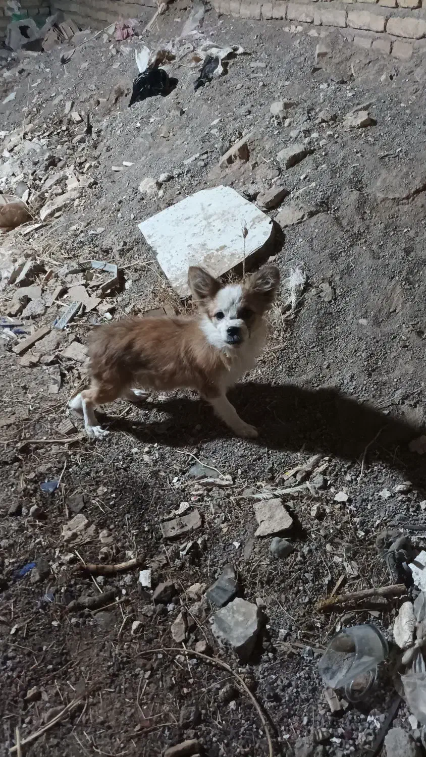 پاپی گوش تیز|سگ|تربت‌حیدریه, فتح المبین|دیوار