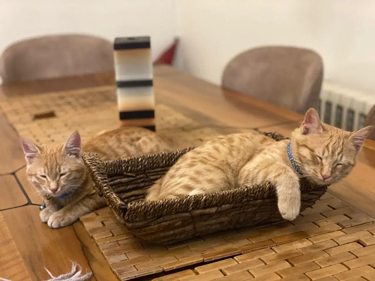 واگذاری گربه|گربه|اندیشه, اندیشه فاز ۴|دیوار