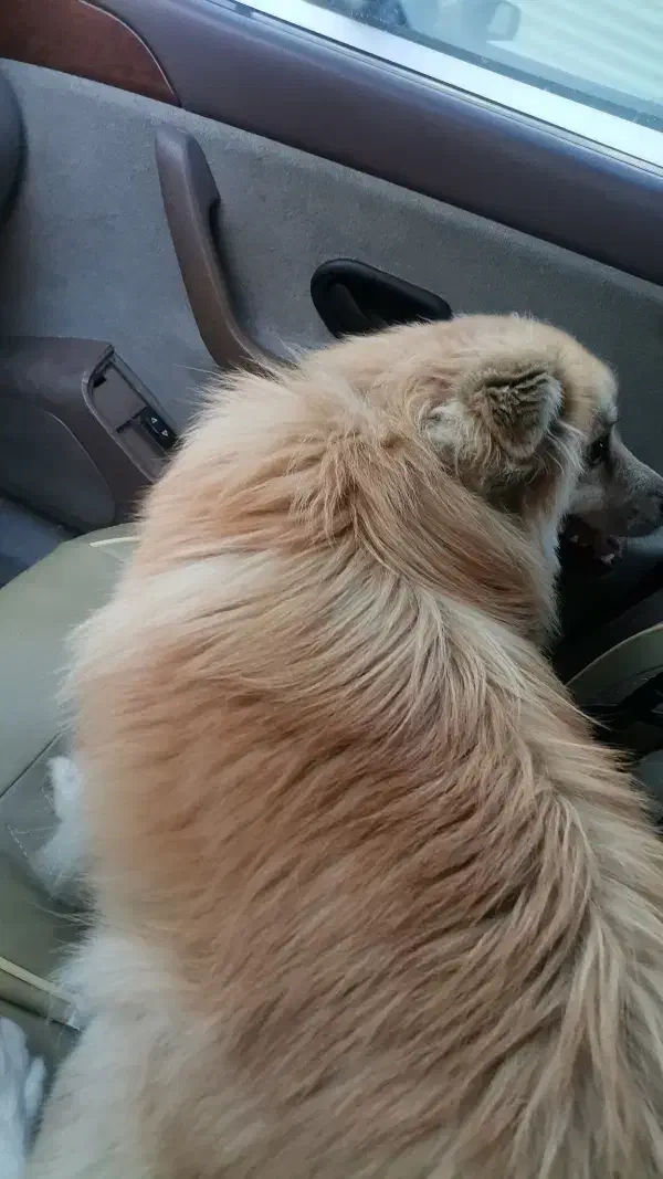 سگ گمشده|حیوانات|تبریز, |دیوار