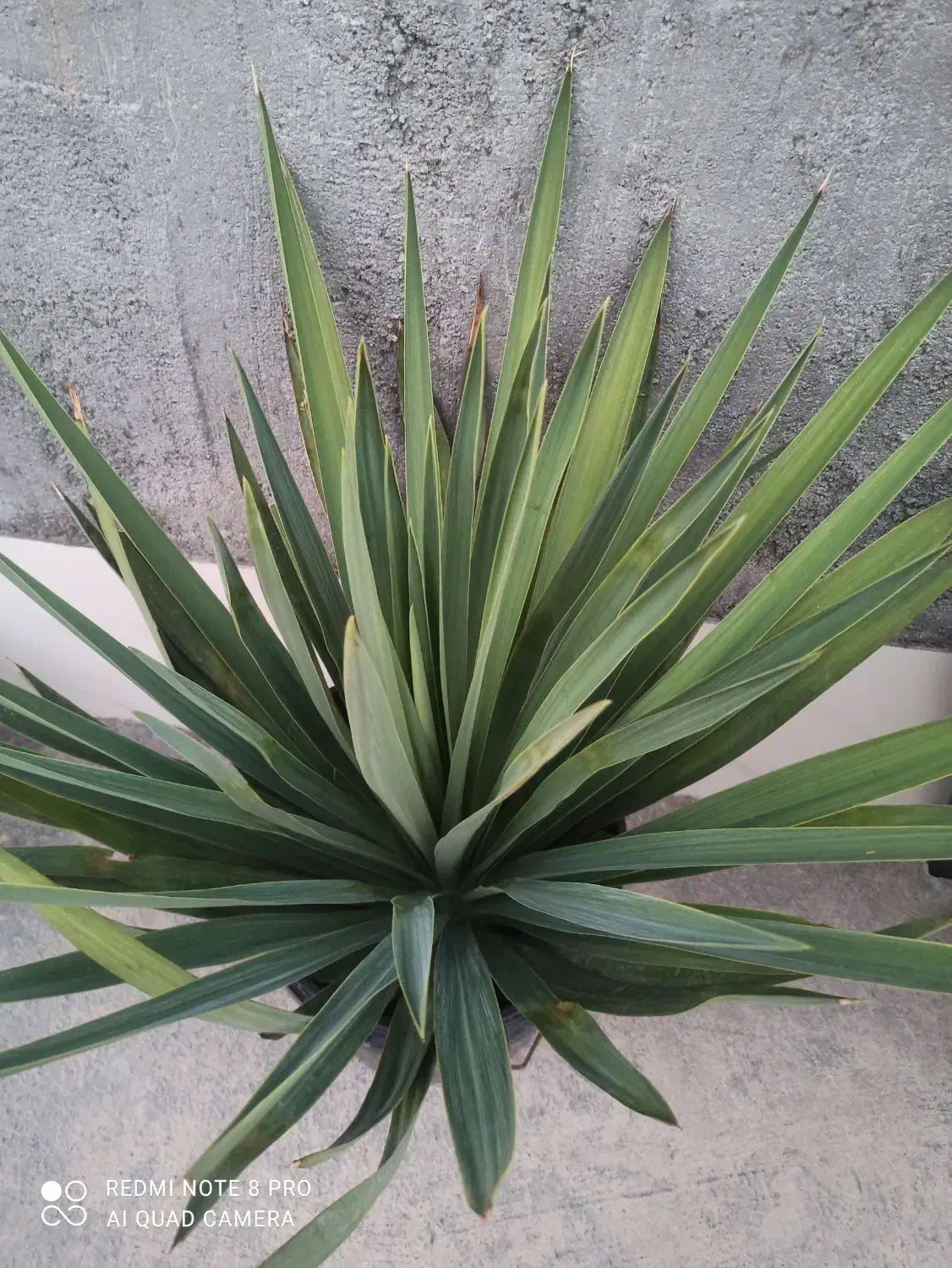 یوکا باغی|گل و گیاه طبیعی|اهرم, |دیوار