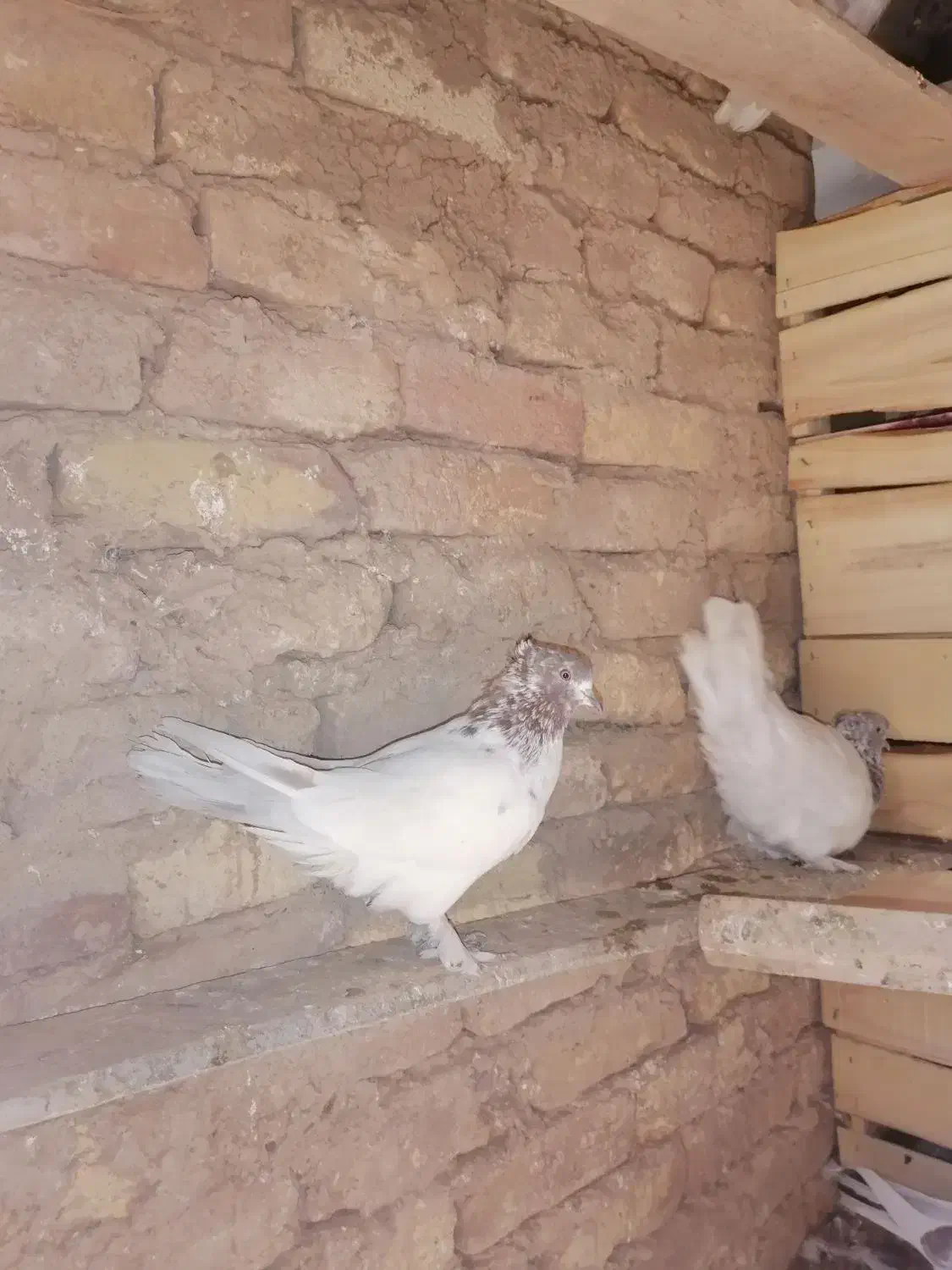 کبوتر زیبا|پرنده|ازنا, |دیوار