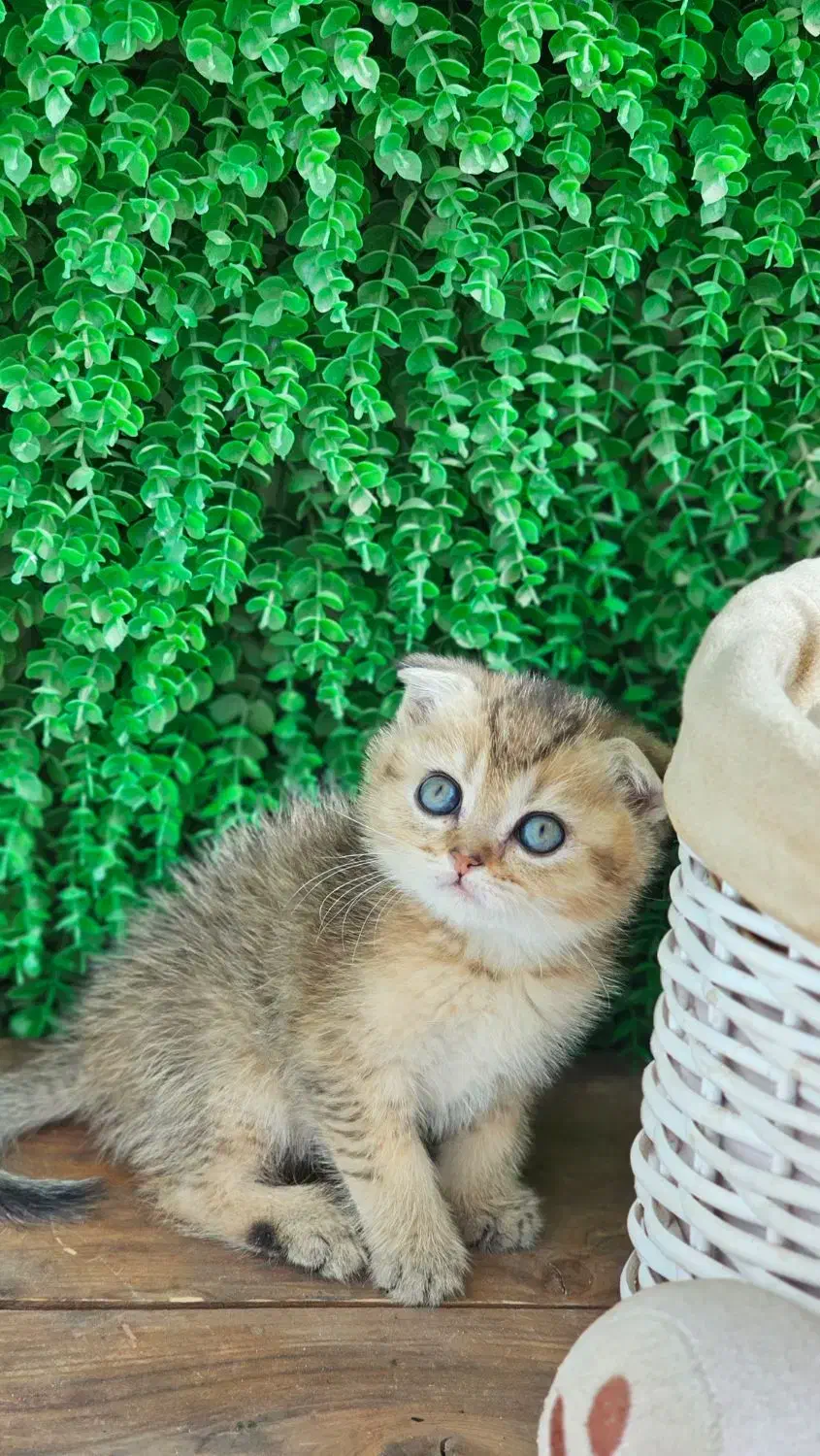 پرشیت مو بلند گرید A+|گربه|ایلام, |دیوار