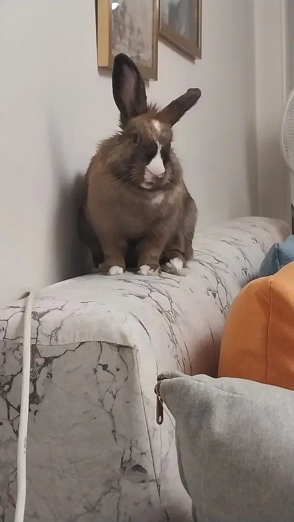 خرگوش لوپ رایگان فقط به خانواده|موش و خرگوش|تهران, حافظیه|دیوار