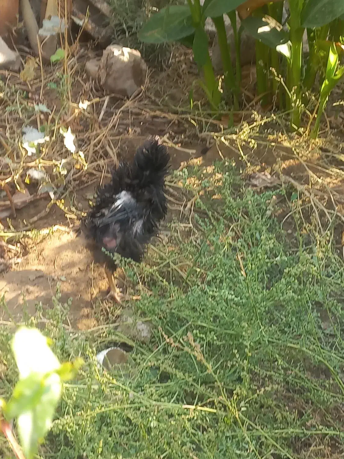 مرغ سیاه فری مادرودختر|حیوانات مزرعه|پاکدشت, پاکدشت (مامازند)|دیوار