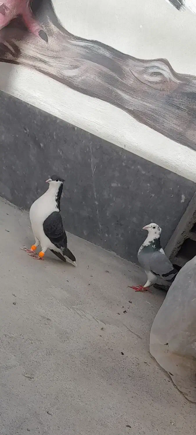 کفتر|پرنده|شیروان (خراسان), |دیوار