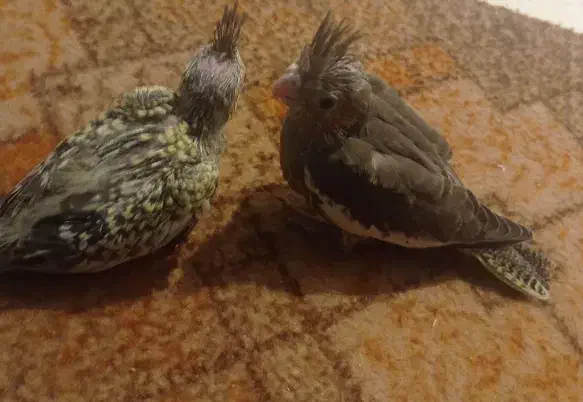 جوجه عروس سرلاکی|پرنده|زنجان, |دیوار