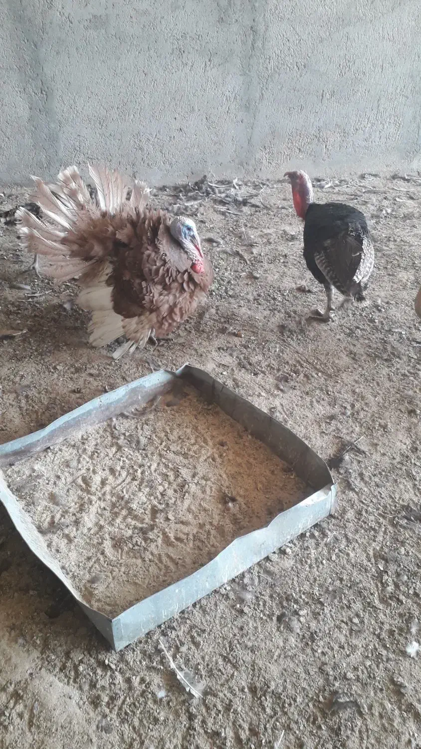 بوقلمون خونگی|حیوانات مزرعه|یزد, |دیوار