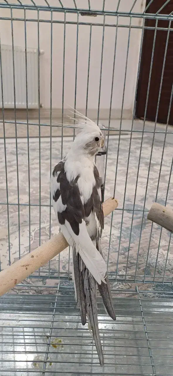 عروس هلندی|پرنده|سیرجان, |دیوار