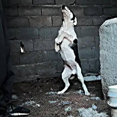 سگ دورگه پیتبول سرابی|سگ|کرمانشاه, |دیوار