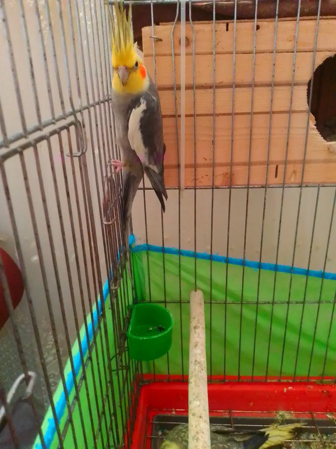 عروس هلندی سالم سرحال|پرنده|چهارباغ, |دیوار