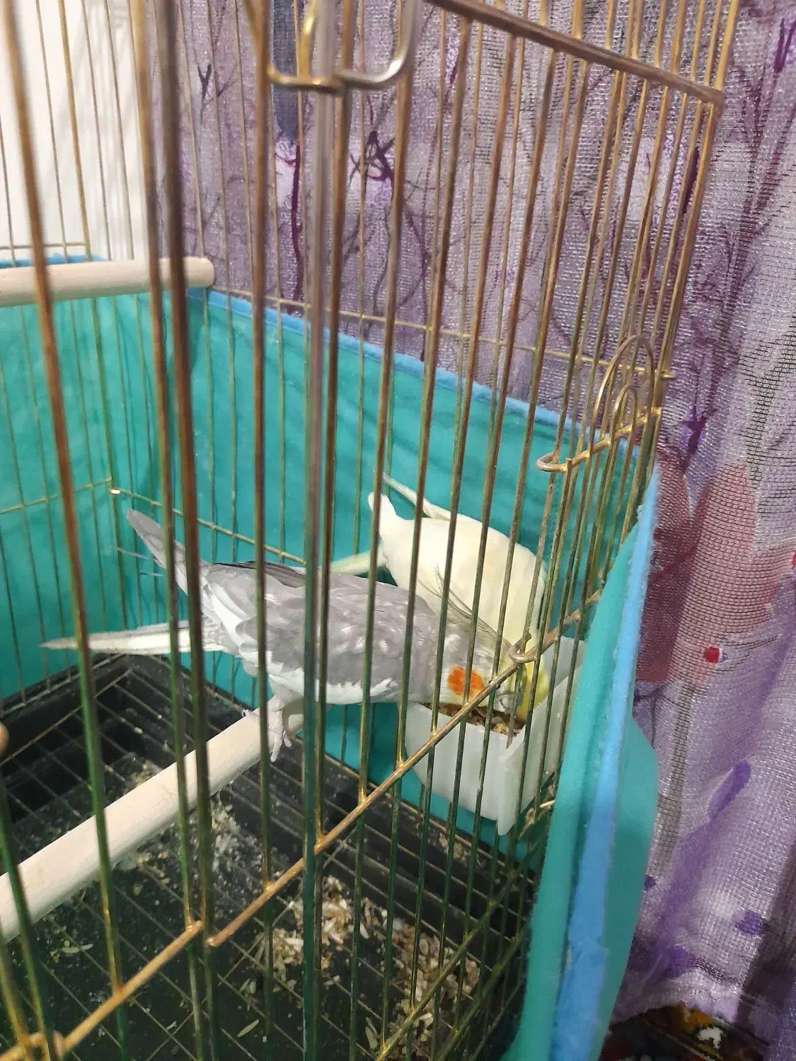 یه جفت عروس هلندی|پرنده|صحنه, |دیوار