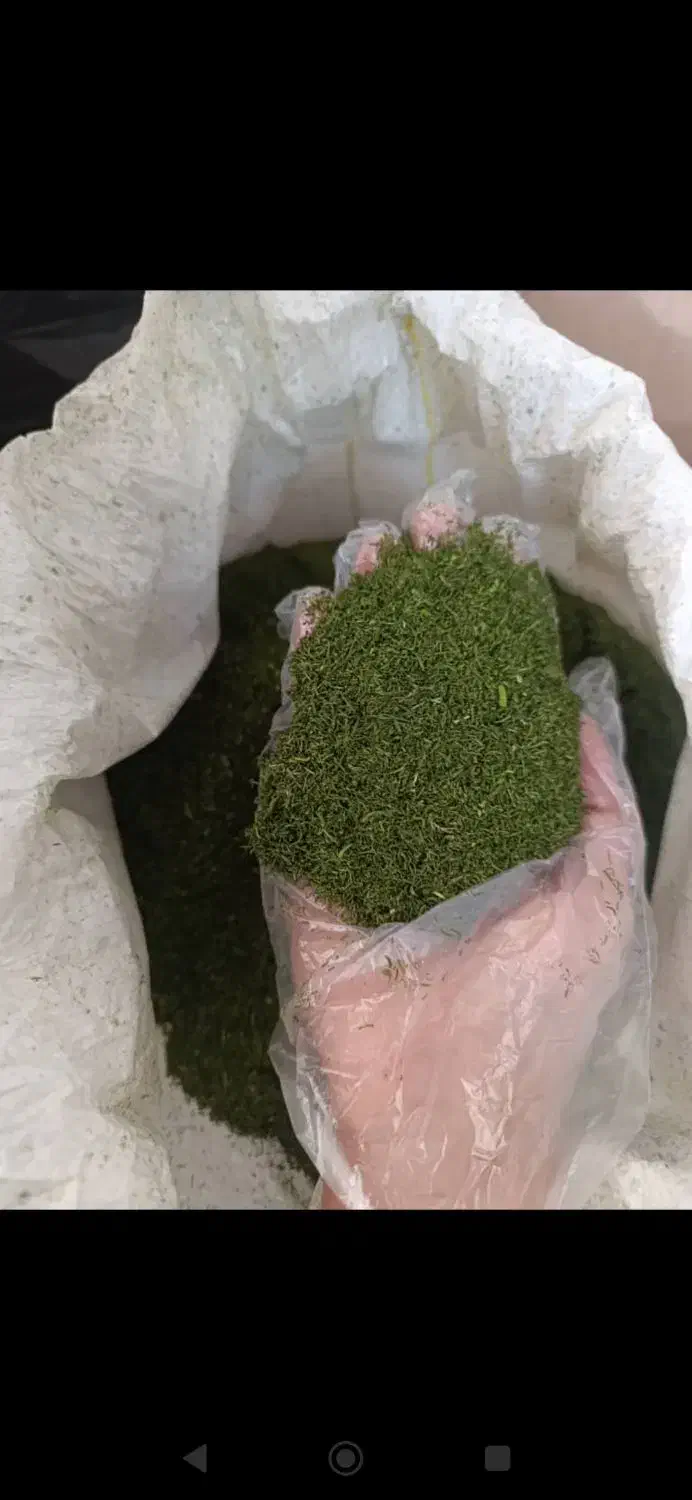 خروس محلی|حیوانات مزرعه|دهدشت, |دیوار