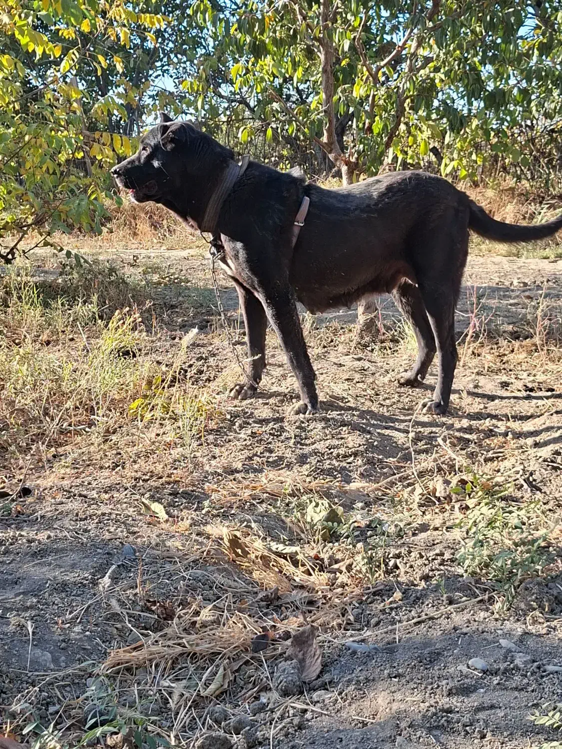 گم شده|حیوانات|ارومیه, |دیوار