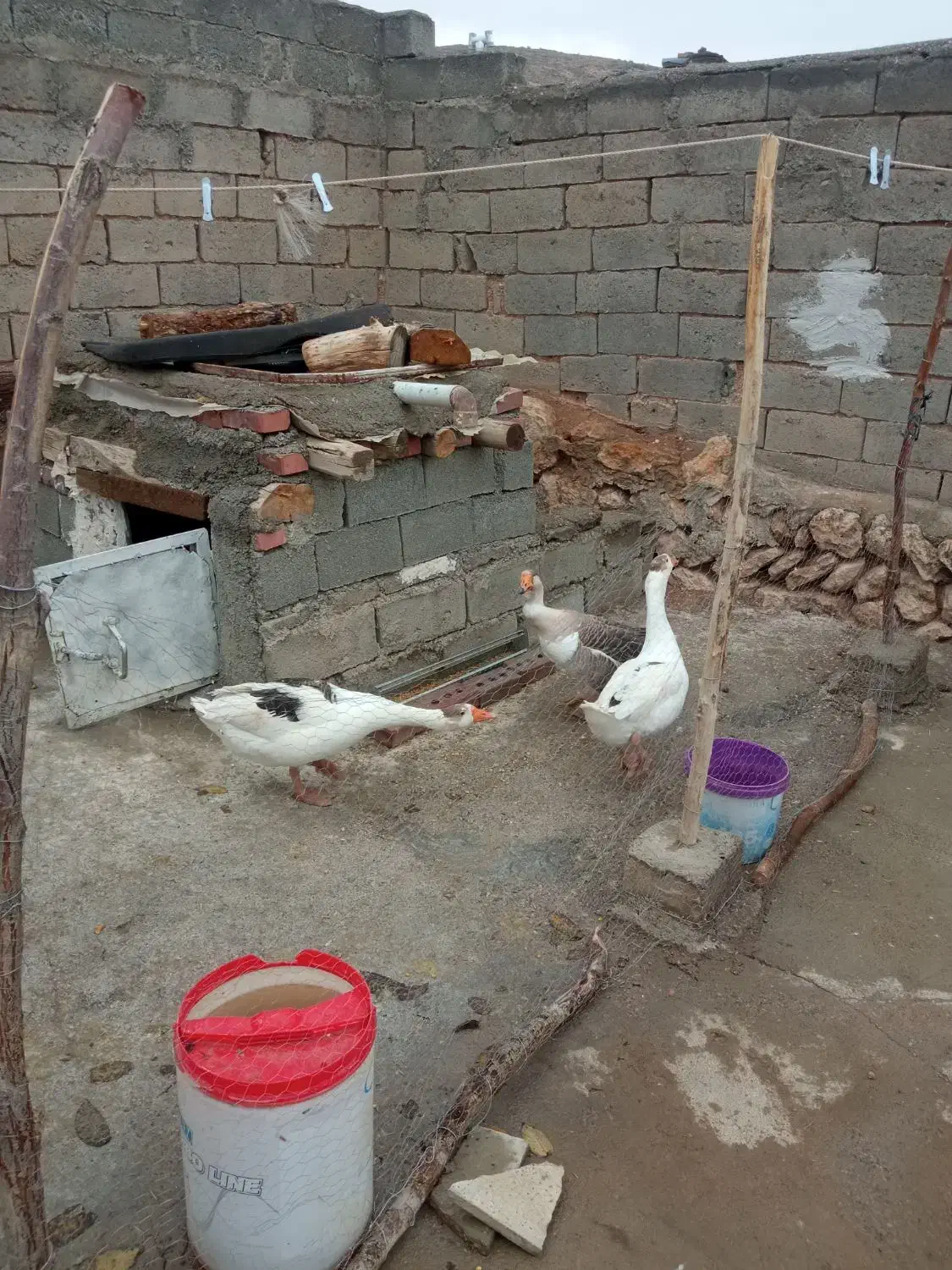 فروش غاز محلی|حیوانات مزرعه|سیمینه, |دیوار