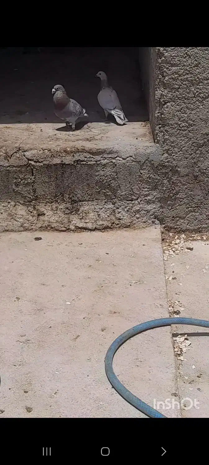 با سلام فروش کفتر جفت غوره ای پلاکی|پرنده|شیراز, جانبازان|دیوار